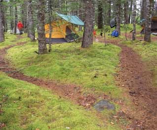 a forested campsite with a tent and tarp