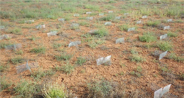 small, x-shaped screens sit in bare soil small, x-shaped screens sit in bare soil