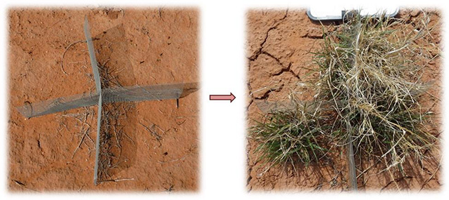 two photos showing a conmod on bare soil, and the same conmod with plants growing around it two photos showing a conmod on bare soil, and the same conmod with plants growing around it