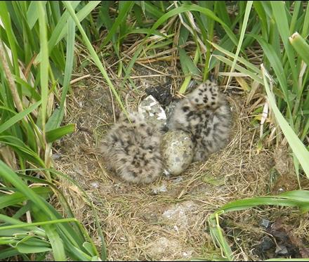 two chicks and one egg in a nest surrounded by tall grass
