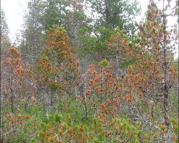 shore pines with brown needles