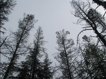 view of dead pine trees