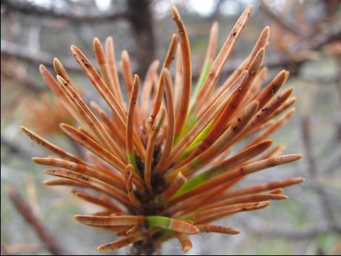 close up of brown pine needles