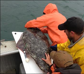 researchers work with a halibut on a boat