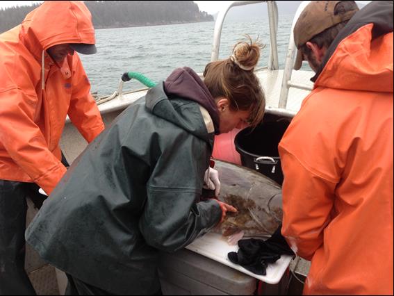 researchers work on a halibut