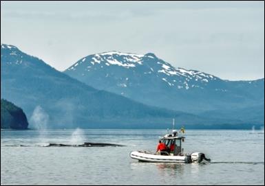 a boat and two humpback whales a boat and two humpback whales