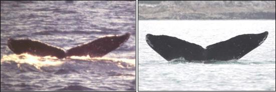 two images of the same humpback whale fluke two images of the same humpback whale fluke