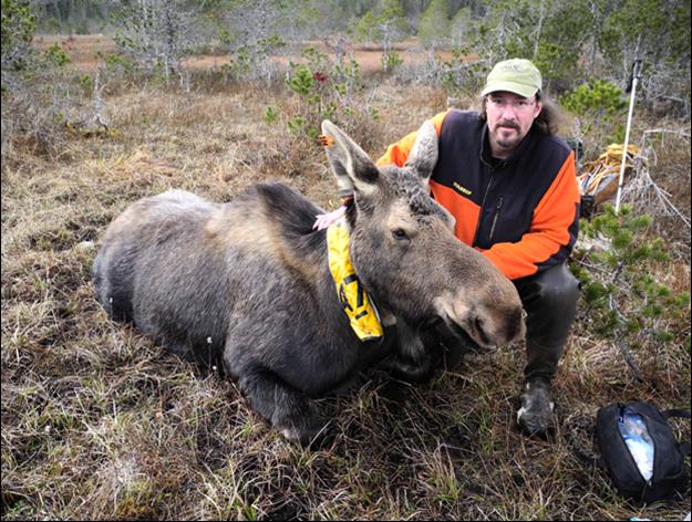 man with sedated moose