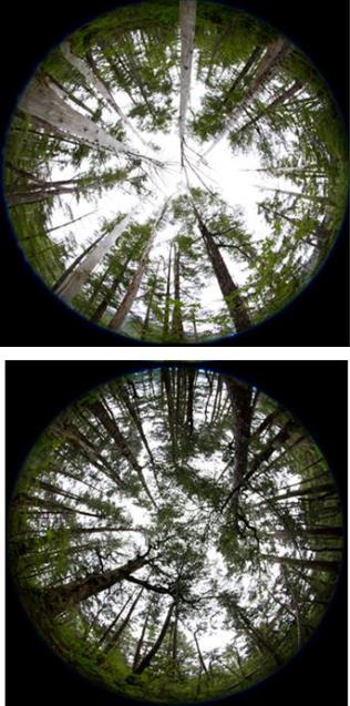 looking up at a forest, 2 pictures looking up at a forest, 2 pictures