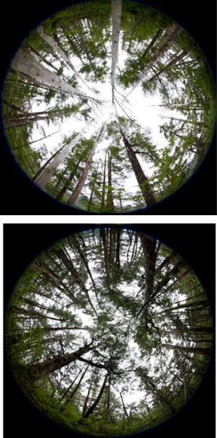 looking up at a forest, 2 pictures