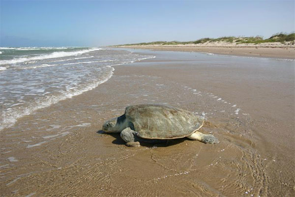 Kemp’s ridley sea turtle Kemp’s ridley sea turtle