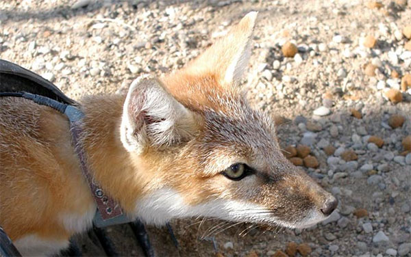 swift fox swift fox