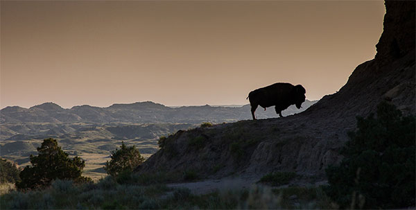 Bison on a cliff Bison on a cliff