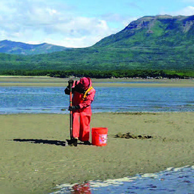 Researcher digging for clams at low tide. 
