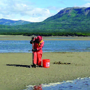 Researcher digging for clams at low tide. Researcher digging for clams at low tide.