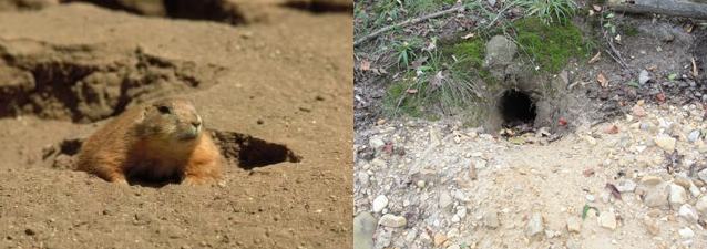 two photos of groundhogs and their different burrow exits.