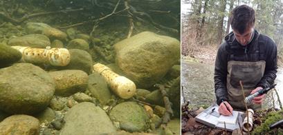 left: temperature sensors sit on river rock, right: scientist works with sensor left: temperature sensors sit on river rock, right: scientist works with sensor