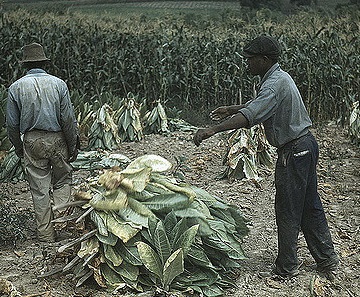 two African American men in a tobacco field two African American men in a tobacco field