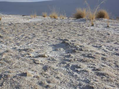 Lightly colored soil crust on whitish, sandy soil