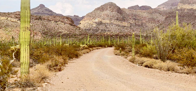 Road through the desert surrounded by cacti and other desert vegetation and soils