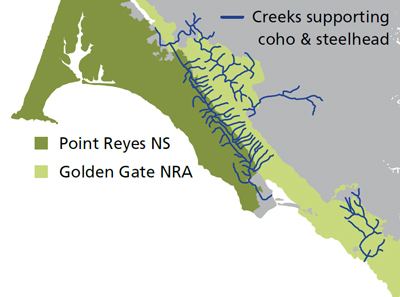 Map of streams in Golden Gate and Point Reyes supporting coho salmon and steelhead trout