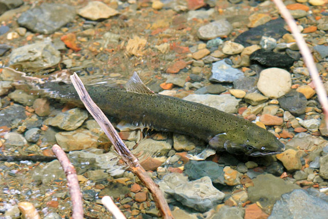 Female coho salmon in Redwood Creek