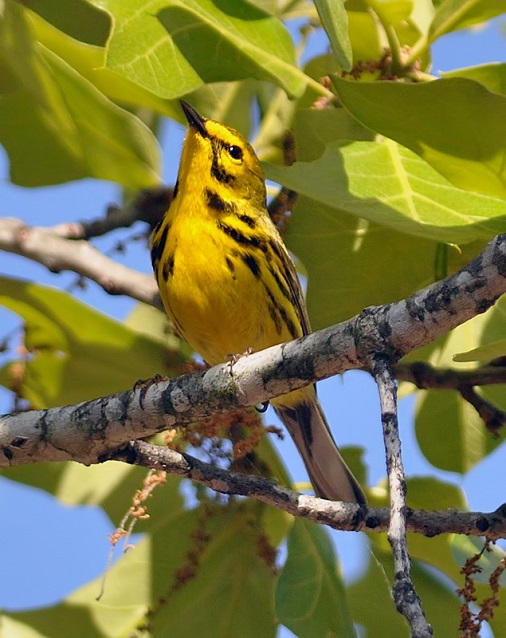 Yellow and black songbird, Prairie Warbler, perched on a tree limb