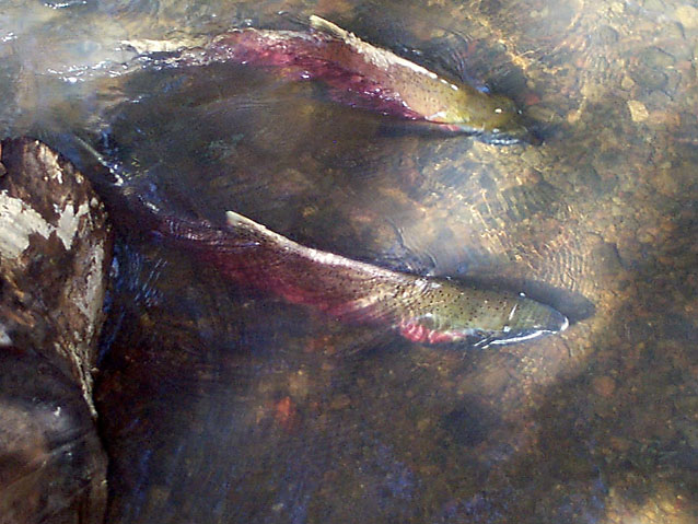 Two male coho spawners interact as they swim upstream