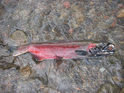 Carcass of an adult male coho salmon spotted during a spawner survey on Olema Creek