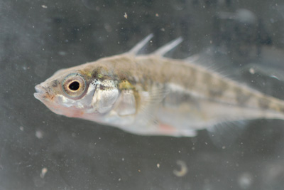 Profile picture of a three-spined stickleback