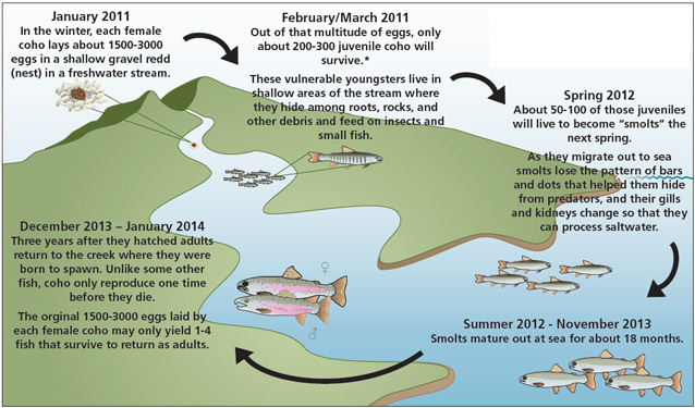 Diagram of the 3-year coho salmon lifecycle