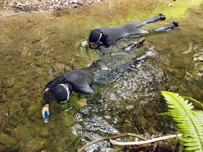 Two scientists snorkel through the shallow waters of Redwood Creek