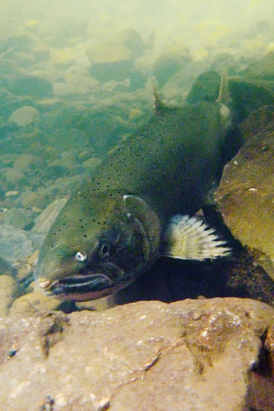 Underwater view of a returning female coho salmon resting against rocks on the creekbed Underwater view of a returning female coho salmon resting against rocks on the creekbed