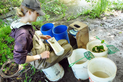 Biologist measuring a fish caught by a smolt trap