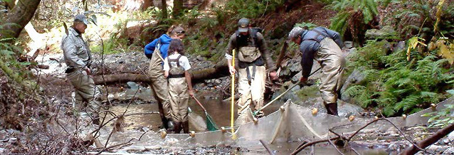 Group of staff and volunteers in the creek monitoring juvenile coho salmon Group of staff and volunteers in the creek monitoring juvenile coho salmon