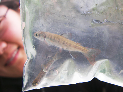 Someone looking at a juvenile coho salmon in a clear plastic bag full of creek water