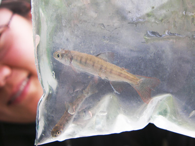 Someone looking at a juvenile coho salmon in a clear plastic bag full of creek water Someone looking at a juvenile coho salmon in a clear plastic bag full of creek water
