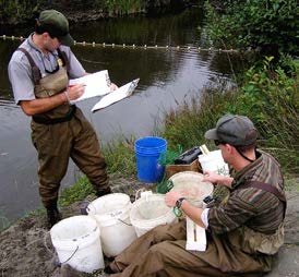 Biologists along the creek bank taking fish measurements and recording data Biologists along the creek bank taking fish measurements and recording data