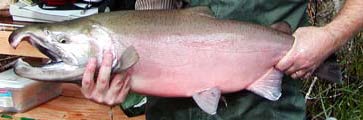 Hands holding a large adult coho salmon, with a hooked jaw and a reddish underside