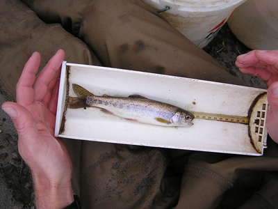 Young steelhead being measured during monitoring Young steelhead being measured during monitoring
