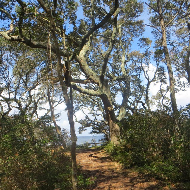 Sunlit maritime evergreen forest with trail Sunlit maritime evergreen forest with trail