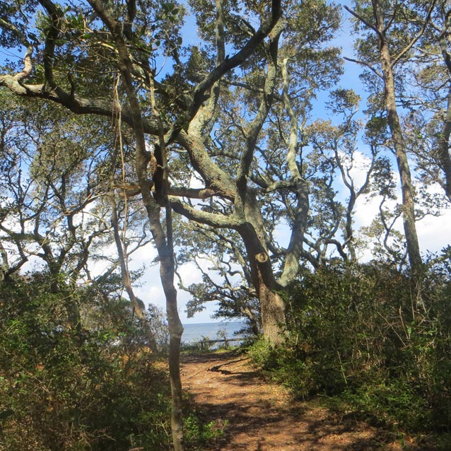 Sunlit maritime evergreen forest with trail