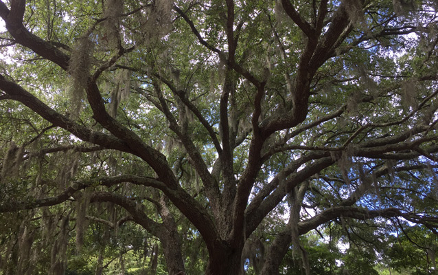 Live oak tree covered in Spanish moss