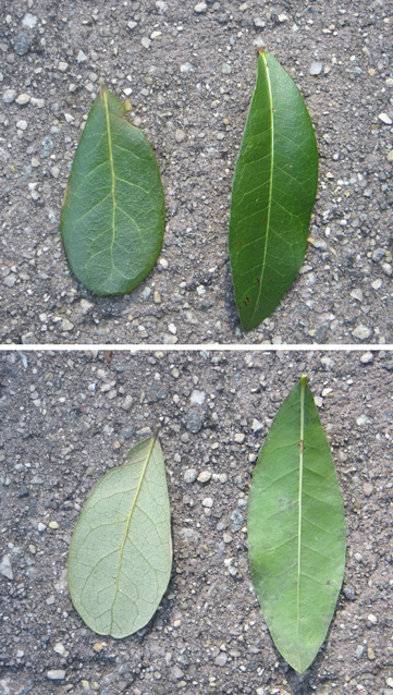 Top and bottom images of live oak and laurel oak leaves, L to R Top and bottom images of live oak and laurel oak leaves, L to R