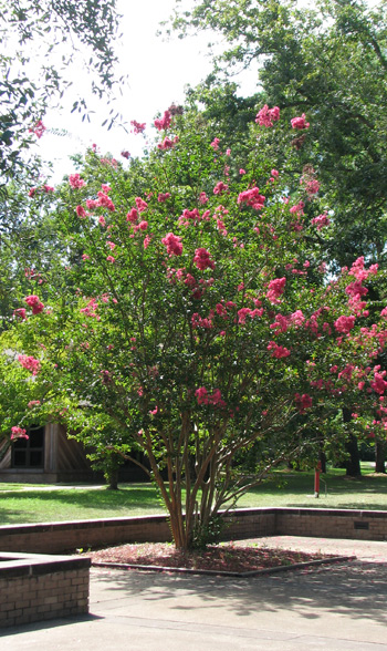 Crepe myrtle with pink blooms in courtyard Crepe myrtle with pink blooms in courtyard