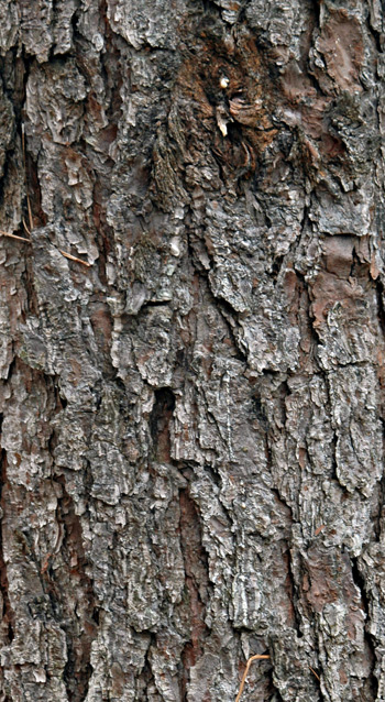 Close-up of loblolly pine bark, showing plated armor appearance