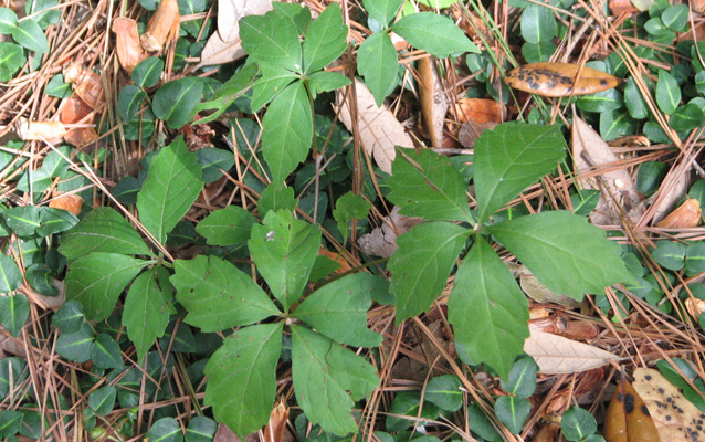 Virginia creeper leaves on ground