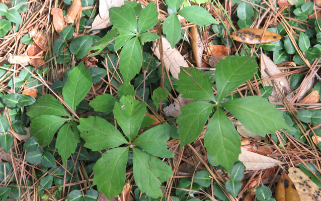 Virginia creeper leaves on ground Virginia creeper leaves on ground