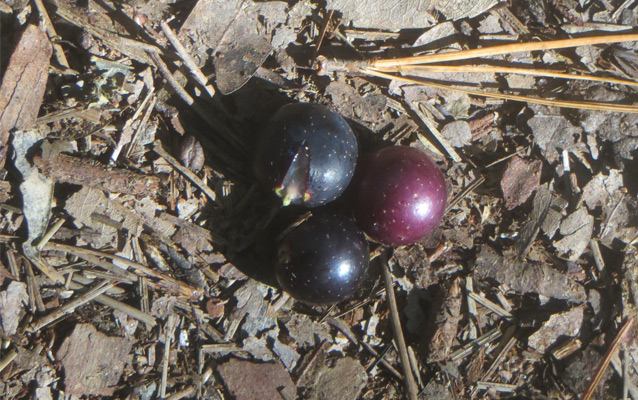 Three scuppernong grapes on the ground