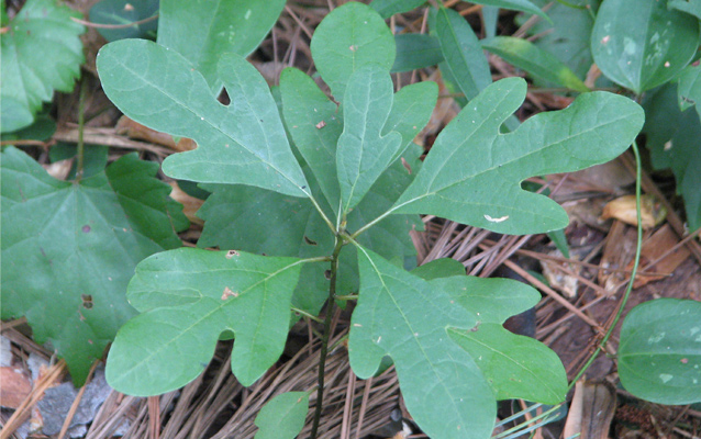 Sassafras leaves Sassafras leaves